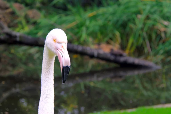 Mayor Flamingo —  Fotos de Stock