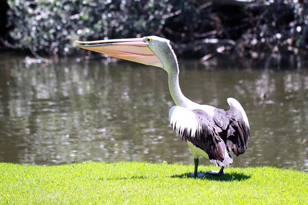 Австралийский пеликан по реке Торренс — стоковое фото