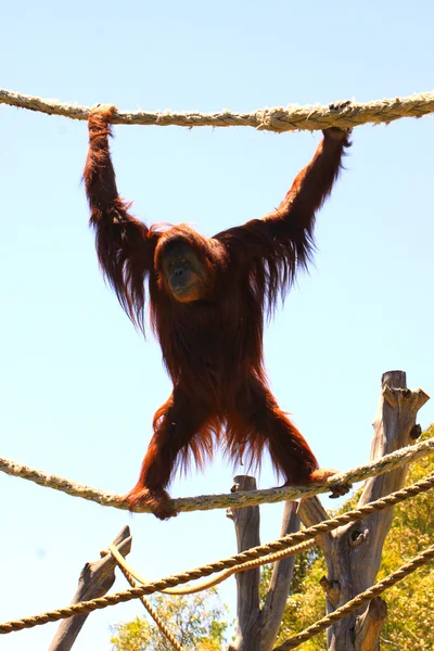 Sumatron orangutana — Stock fotografie