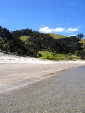 whangapoua beach, Yeni Zelanda