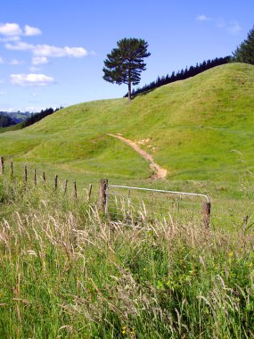 Rural Scene in Waitomo, New Zealand clipart