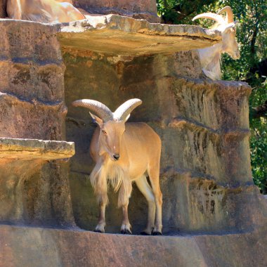 Barbary Sheep on Cliff Face clipart