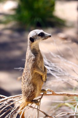 meerkat - suricata suricatta - nöbetçi üzerinde