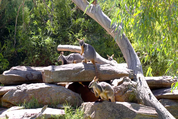 Grupa żółta oswojone kangury — Zdjęcie stockowe