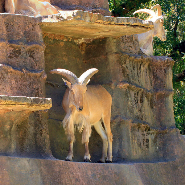Barbary Sheep on Cliff Face