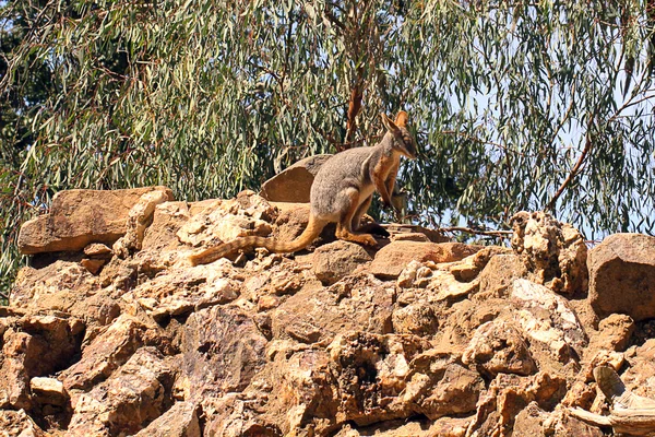 Geel-footed rock-wallaby op rotsen — Stockfoto