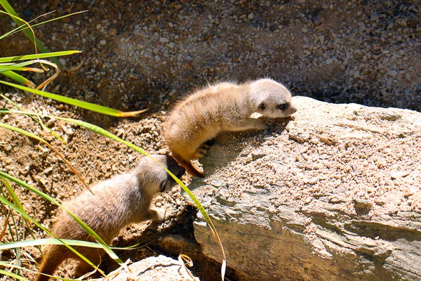 1 개월 된 아기 meerkats — 스톡 사진