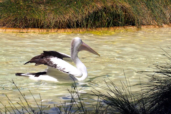 Australische pelikaan uitrekken vleugels — Stockfoto