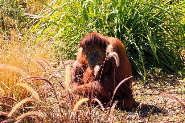 Sumatron Orangutan camuflado — Fotografia de Stock