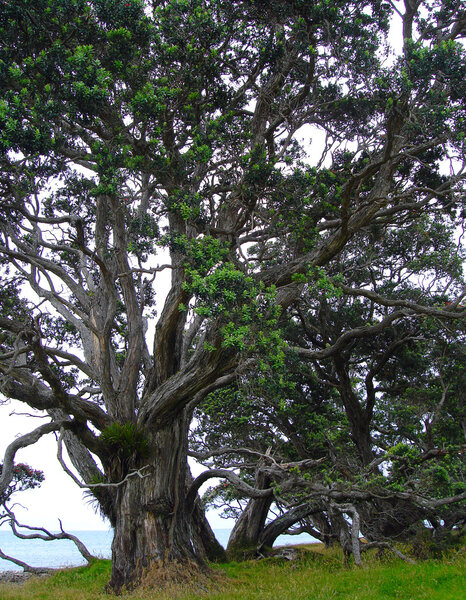 New Zealand Christmas Tree