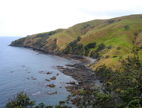 コロマンデルの海岸線、ニュージーランド — ストック写真