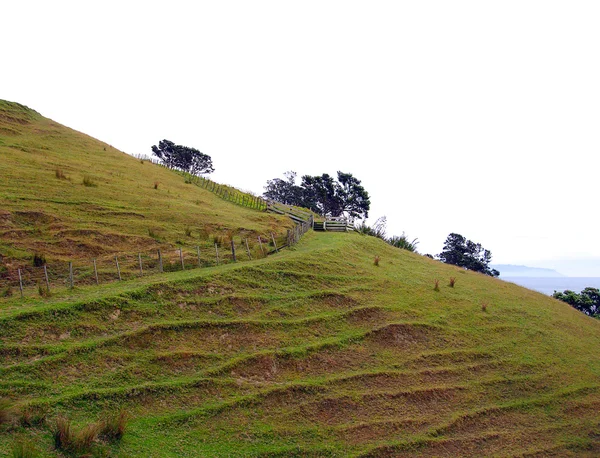 Cena rural colina, coromandel, Nova Zelândia — Fotografia de Stock