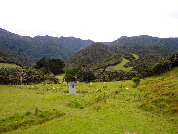 Servizi igienici all'aperto e campo di pecore, NZ — Foto Stock