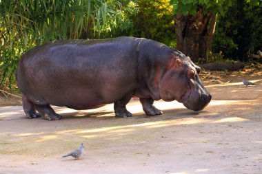 Hippopotamus amphibius clipart