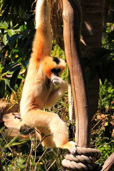 Gibbon à joues blanches femelle du Nord — Photo