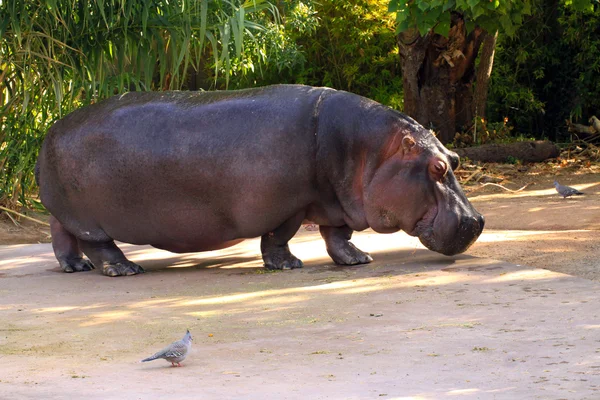 Hipopótamo anfíbio — Fotografia de Stock
