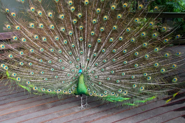 Peafowl Verde Masculino (Pavão ) — Fotografia de Stock