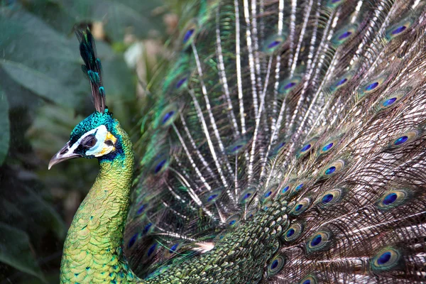 Peafowl verde macho (pavo real ) —  Fotos de Stock