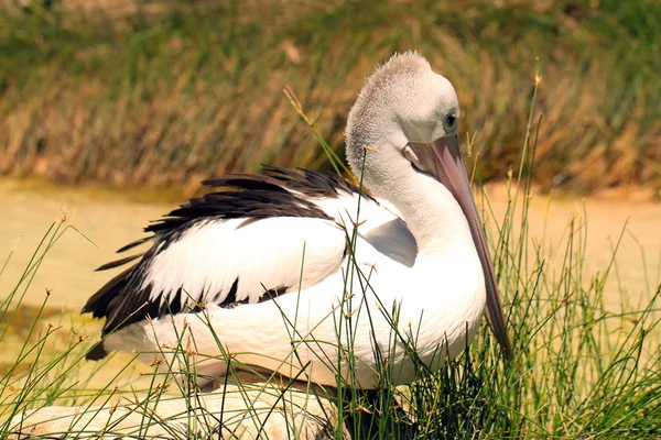 Австралийский пеликан в покое — стоковое фото
