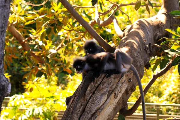 Dos monos de hojas oscuras en el árbol —  Fotos de Stock