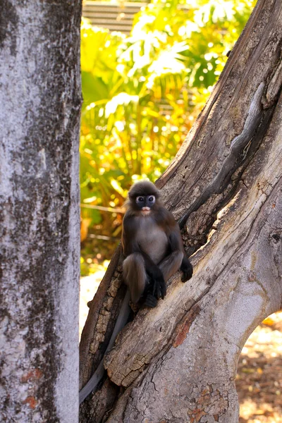 Mono de hojas oscuras en árbol — Foto de Stock