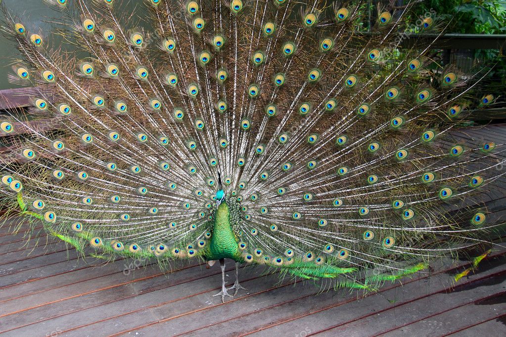 Male Green Peafowl (Peacock) Stock Photo by ©cloudia 2667665