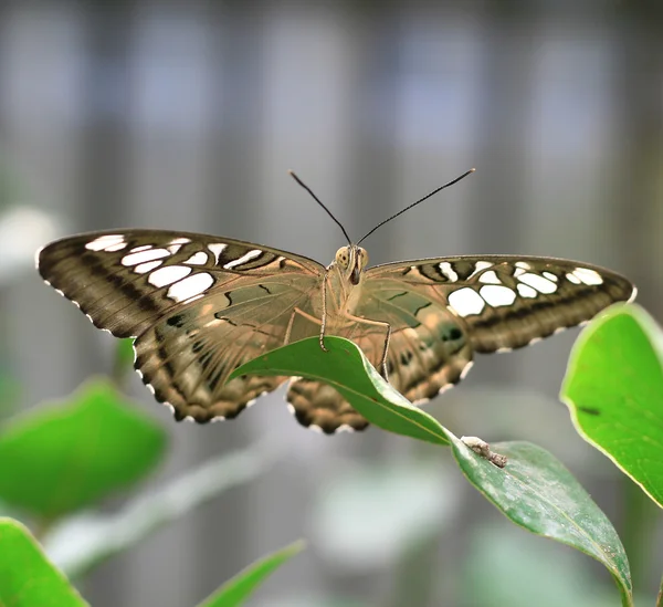The beautiful butterfly on leaves Stock Picture