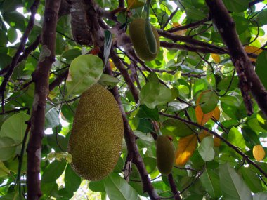 Exotic fruit of Borneo clipart