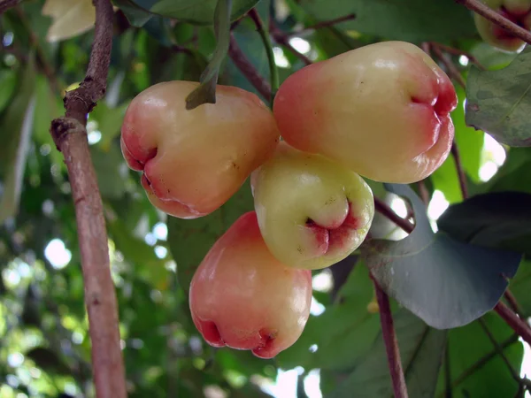 婆罗洲的异国水果 — 图库照片