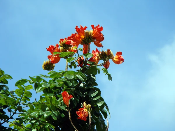 Тропічні квіти на тлі блакитного неба — стокове фото