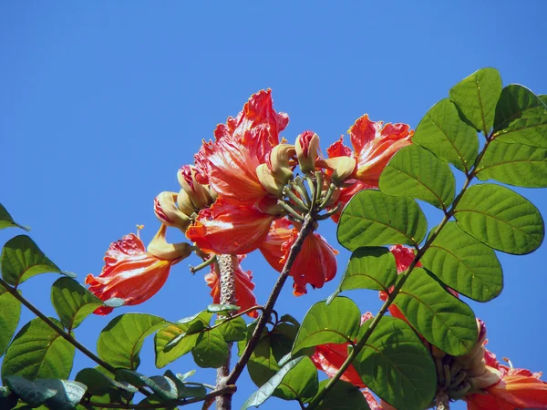 Flores tropicales contra el cielo azul — Foto de Stock