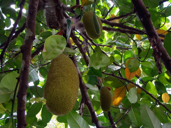 Экзотические плоды Борнео — стоковое фото