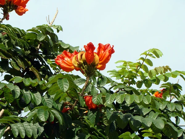 Тропические цветы на фоне голубого неба — стоковое фото