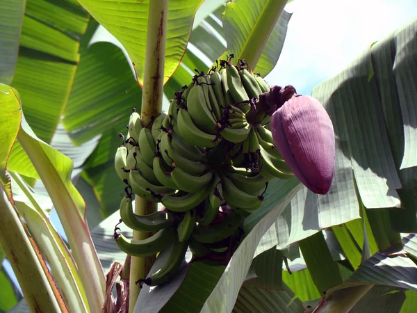 Palma di banana con banane e un flusso — Foto Stock
