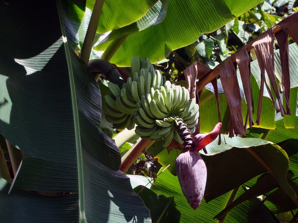 香蕉棕榈树与香蕉和流 — 图库照片
