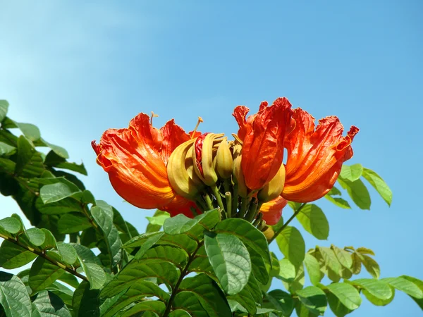 Tropical flowers against the blue sky — Stock Photo, Image