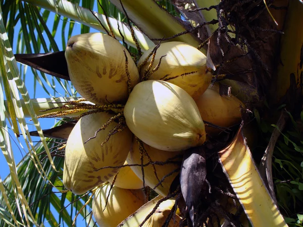 Cocos maduros contra o céu azul — Fotografia de Stock