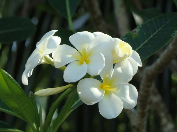 Exotische Blüten von Borneo — Stockfoto