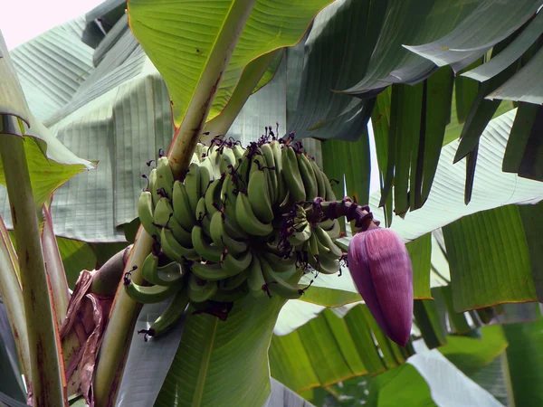 Exotické ovoce na Borneu — Stock fotografie