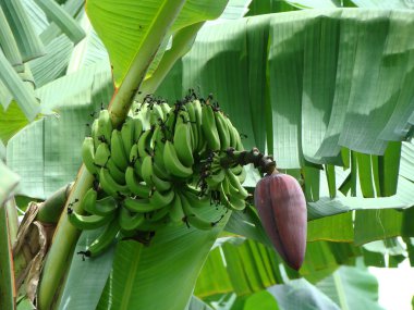 Exotic fruit of Borneo clipart