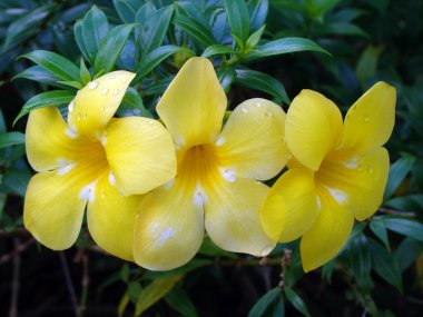 Tropical exotic flowers of Borneo clipart