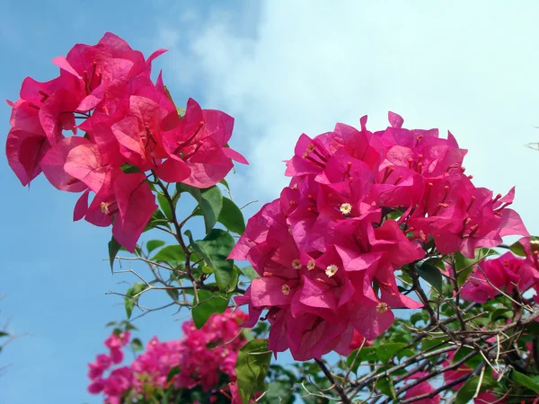 Tropiska exotiska blommor i borneo — Stockfoto