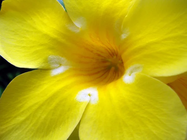 Flores exóticas tropicais de Bornéu — Fotografia de Stock