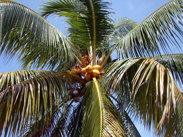 Reife Kokosnüsse — Stockfoto