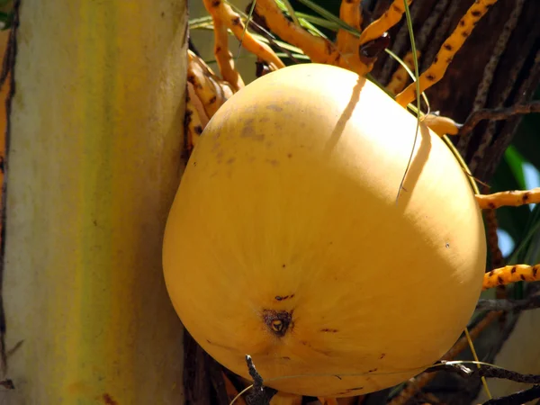 Ripe coconuts — Stock Photo, Image