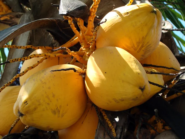 成熟的椰子 — 图库照片