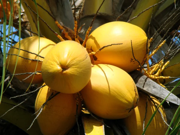 Cocos maduros — Fotografia de Stock