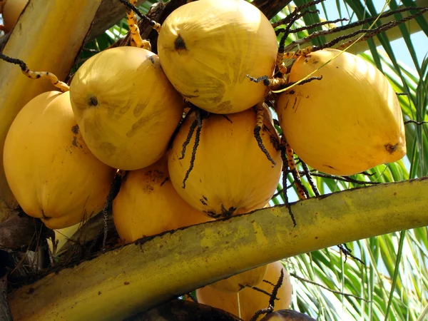 Cocos maduros — Fotografia de Stock