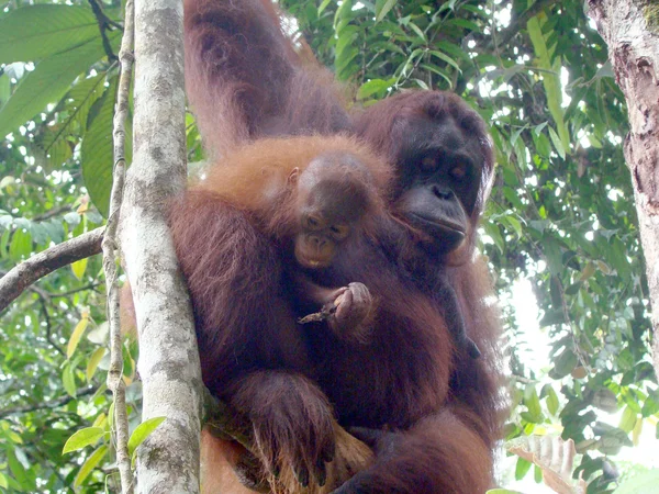 Orangutani na Borneu — Stock fotografie