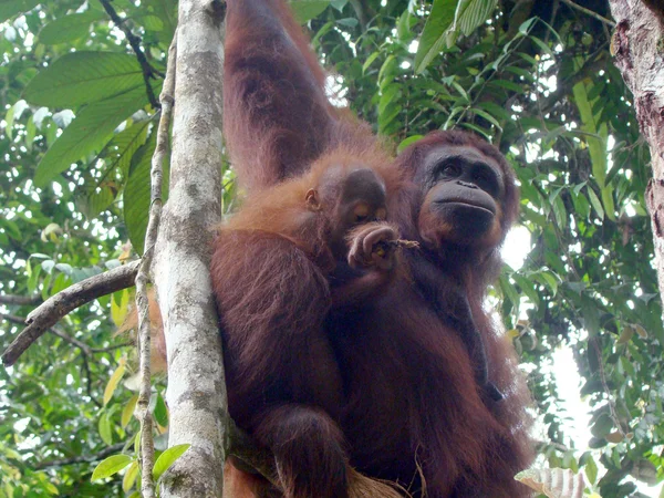 Orangutans para Bornéu — Fotografia de Stock